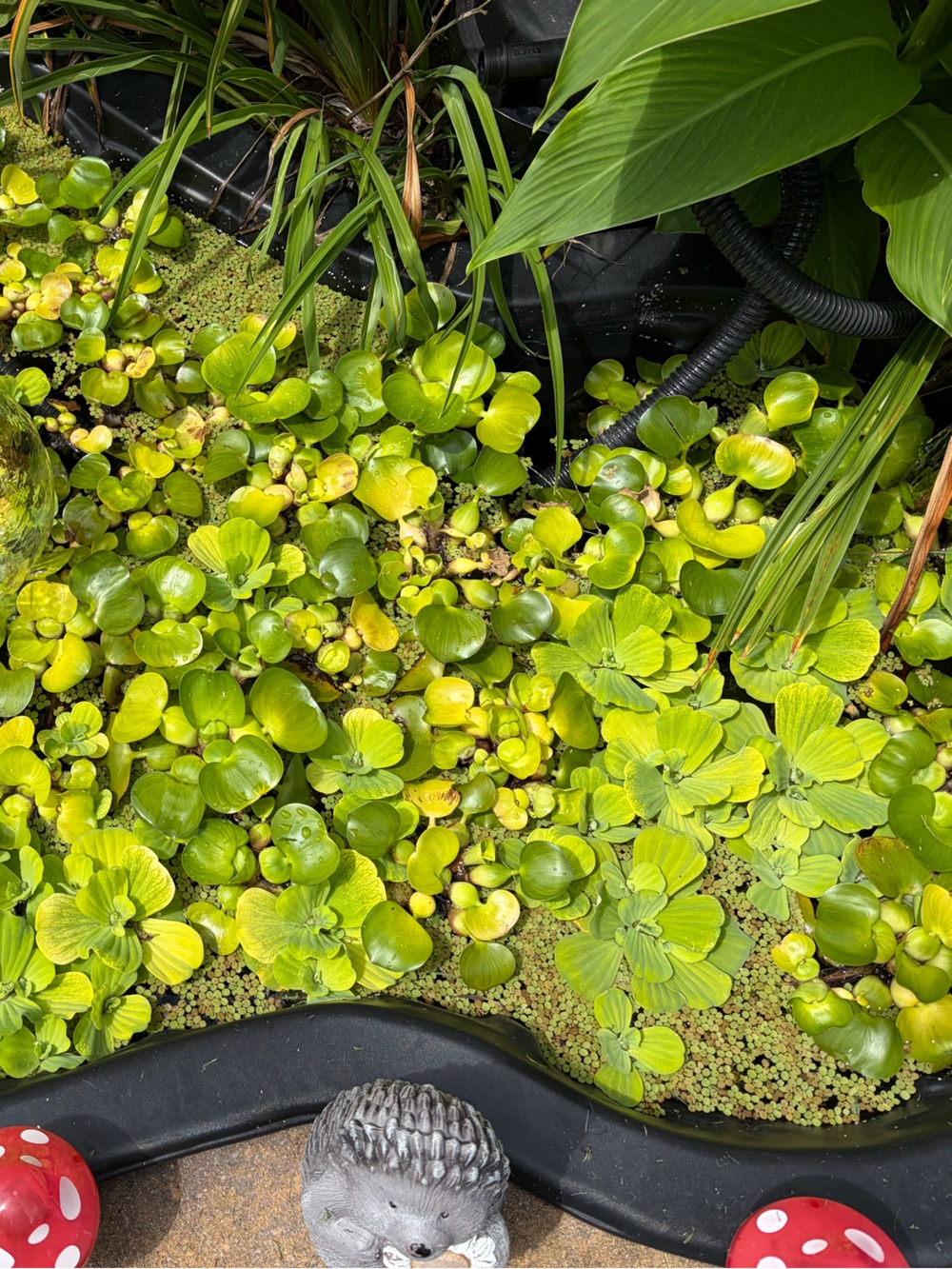Bundle of 3 Water Lettuce & 3 Water Hyacinth